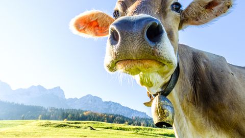 Kuidas sinu lehm suudab anda päevas 100 liitrit piima?