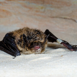 Fotod: Piusa koobastest leiti harukordselt vana, 32-aastane nahkhiir
