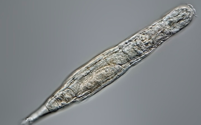 Siberi igikeltsa 24 000-aastane mikroob ärkas tardumusest