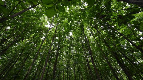 Puude istutamine võib õõnestada kliimakriisi vastast võitlust, hoiatavad teadlased