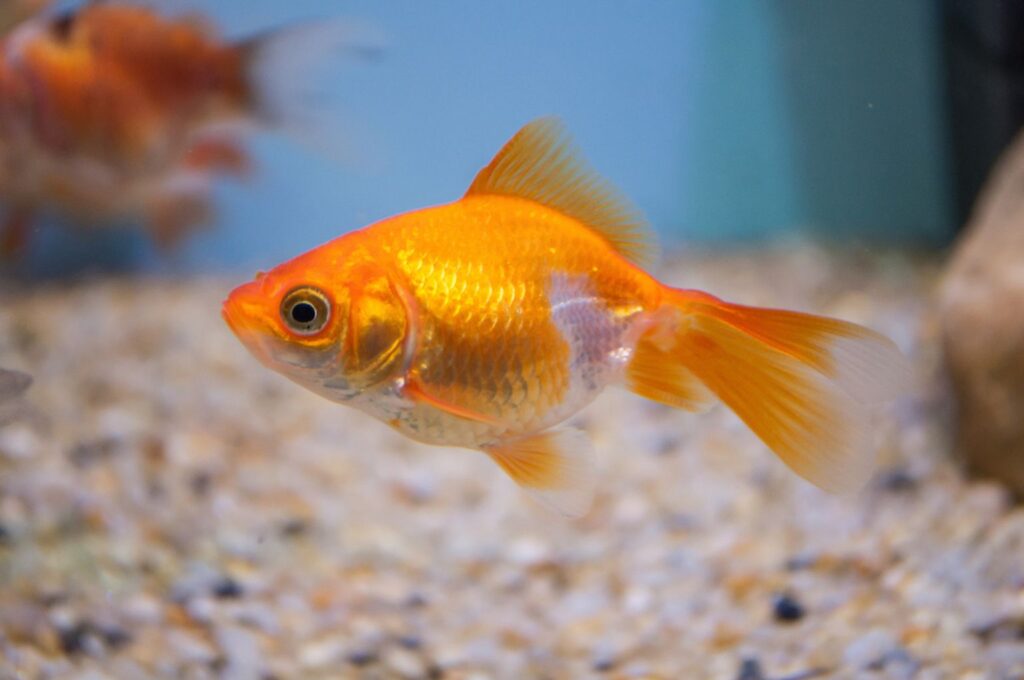 Anekdoot: täidan selle eest kolm teie soovi!