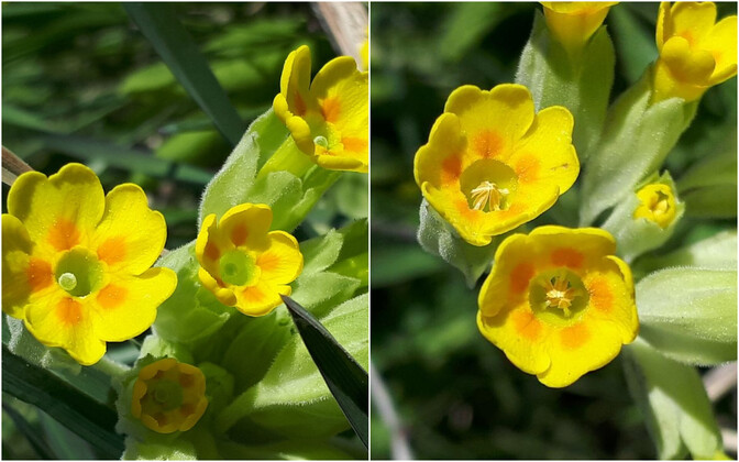 Bioloogid loodavad lahendada alanud nurmenukuvaatlusega suure õieprobleemi