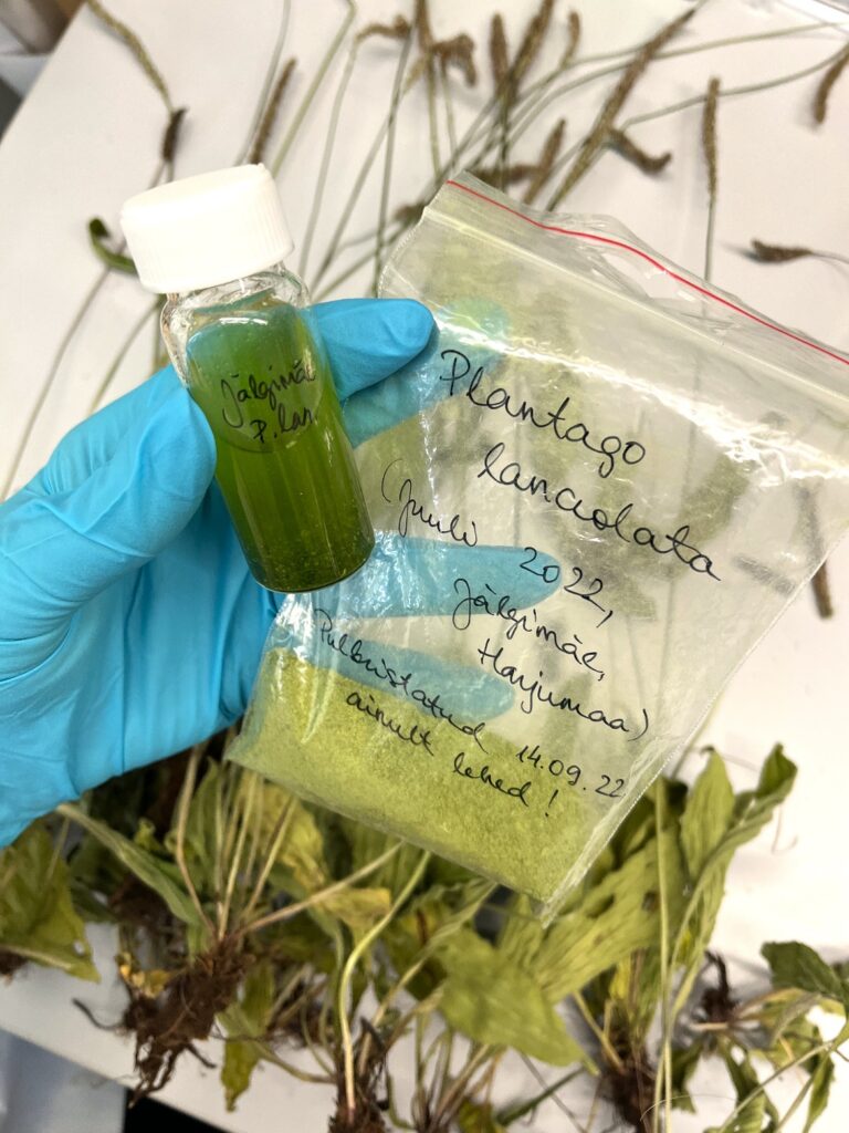 Eesti teadlased püüavad seljatada puukborrelioosi kohalike ravimtaimedega