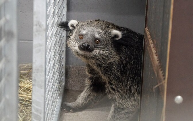 Galerii: Tallinna loomaaias sai valmis vihmamets