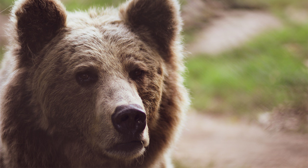 Karu ründas Soomes piirivalvurit – ta pääses, kui mängis surnut