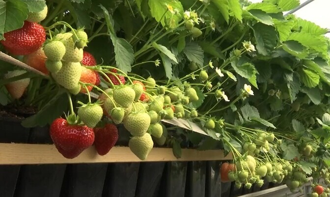 Kasvuhoonetaimed annavad juba esimest maasikasaaki