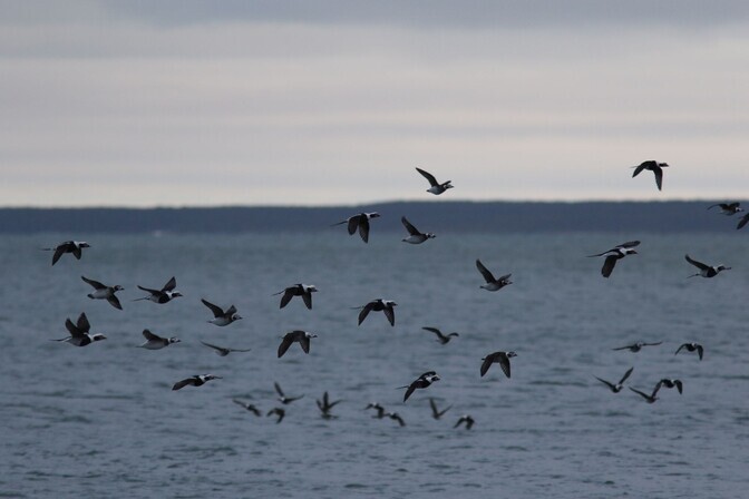 Laev merel ehmatab lendu kolmandiku aule