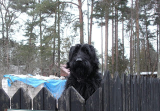 Lemmiklooma tegevuse eest vastutab omanik