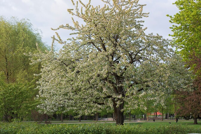 Metsade ja niitude lähistel sirgunud Eesti lapsel esineb vähem allergiaid