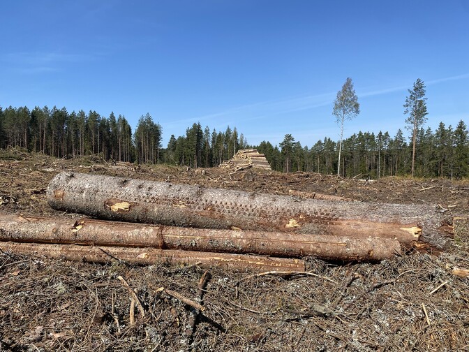 Metsaomanikud otsivad viise kuuse-kooreüraski leviku vastu võitlemiseks