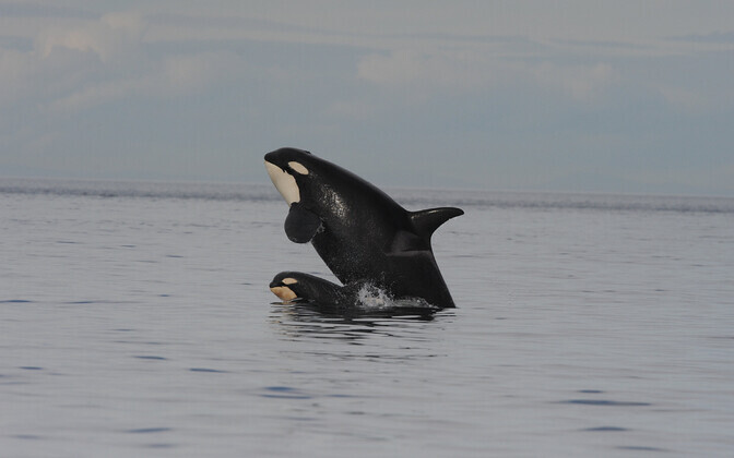 Mõõkvaalad õppisid Gibraltari lähistel jahte ründama