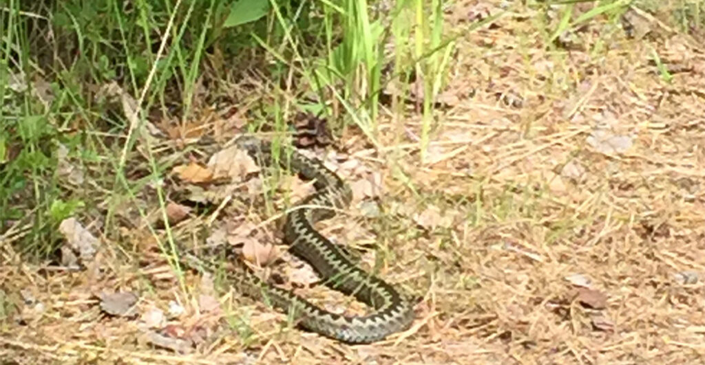 Rootsis hammustas rästik meest, kes ei pöördunud pärast seda arsti poole, politsei leidis mehe surnuna