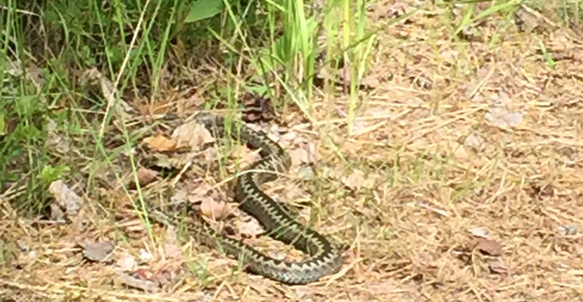 Rootsis hammustas rästik meest, kes ei pöördunud pärast seda arsti poole, politsei leidis mehe surnuna