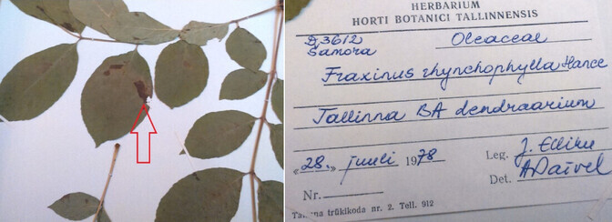 Saaresurm jõudis Eestisse arvatust oluliselt varem