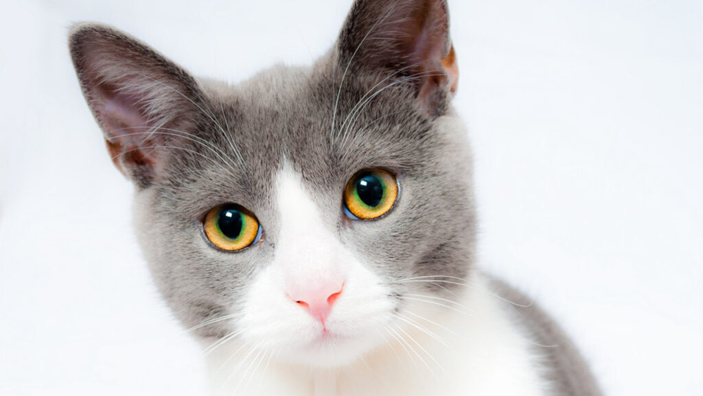 Soomes tahetakse ära registreerida kõik kassid – kui omanik pole nõus, saab karistada