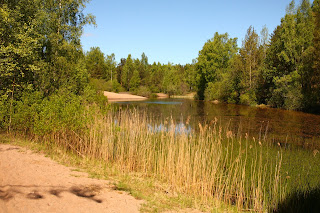 Tallinn soovib võtta Harku rabametsa kohaliku kaitse alla