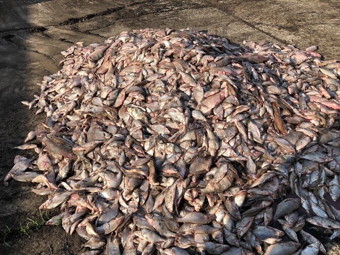 Väikekalurid saaks teenida lisa kalajäätmete kompostimisega