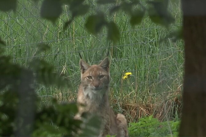 Võrumaal tekitavad hirmu koduhoovi sattuvad ilvesed