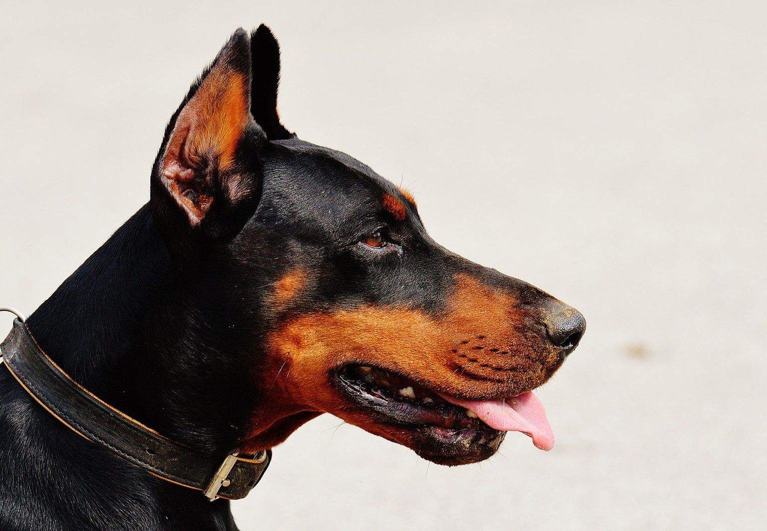 Anekdoot: kes on suure dobermanni omanik?