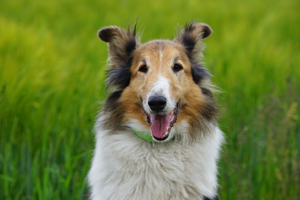 Anekdoot: ma ostsin endale hiljuti šoti lambakoera