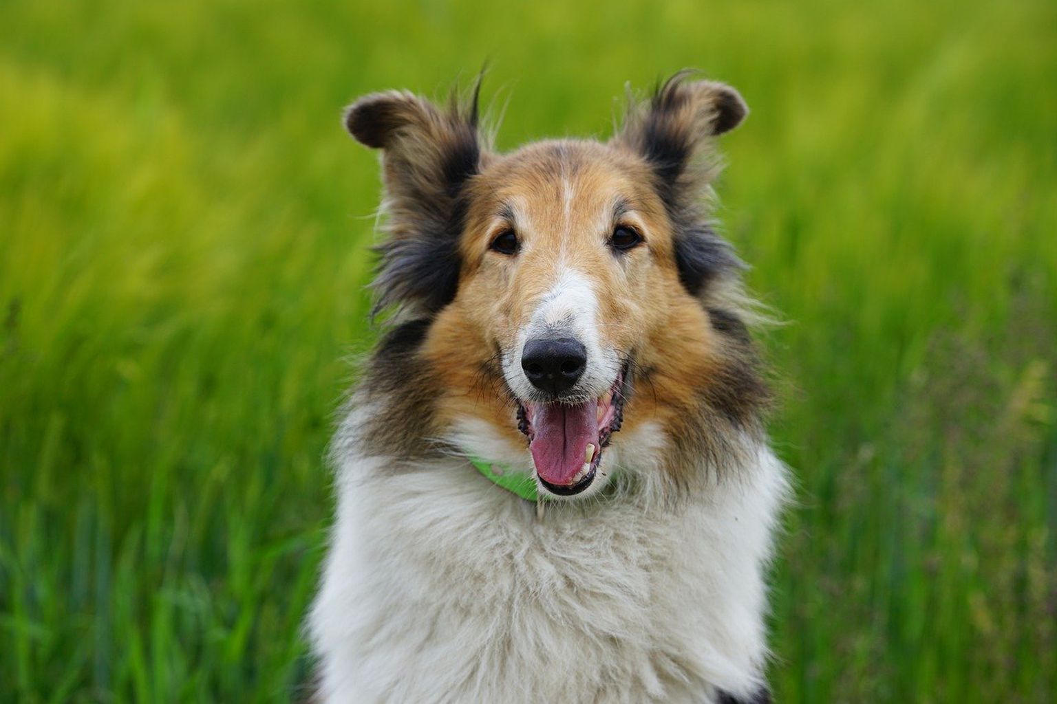 Anekdoot: ma ostsin endale hiljuti šoti lambakoera