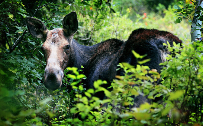 Asustuse laienemine toob Tallinnasse üha enam metsloomi