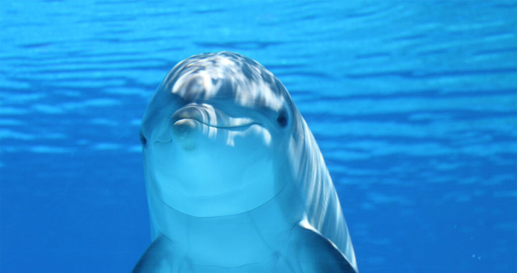 Briti luure: välja õpetatud delfiinid kaitsevad Vene Musta mere laevastiku baasi