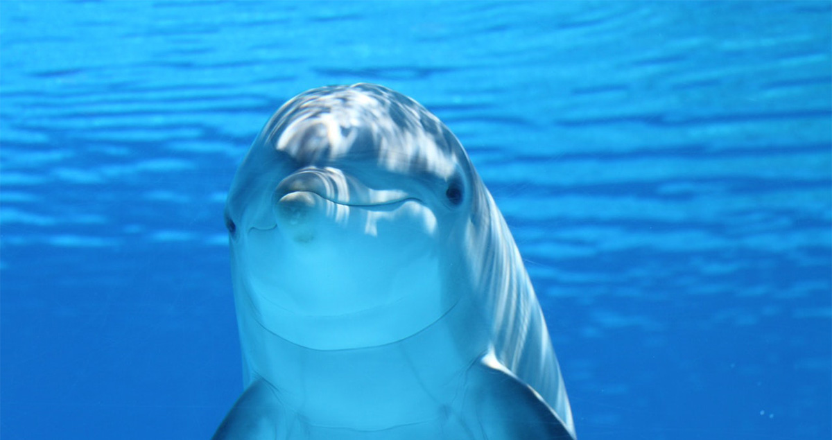 Briti luure: välja õpetatud delfiinid kaitsevad Vene Musta mere laevastiku baasi