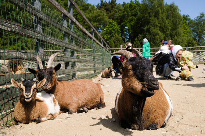 Galerii: lastekaitsepäev Tallinna loomaaias