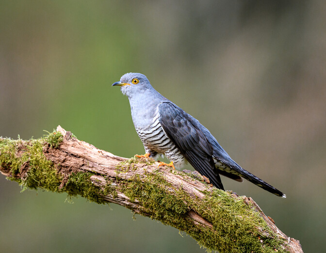 Käolt tasub eluaastaid lunida jõuka talu lähedal