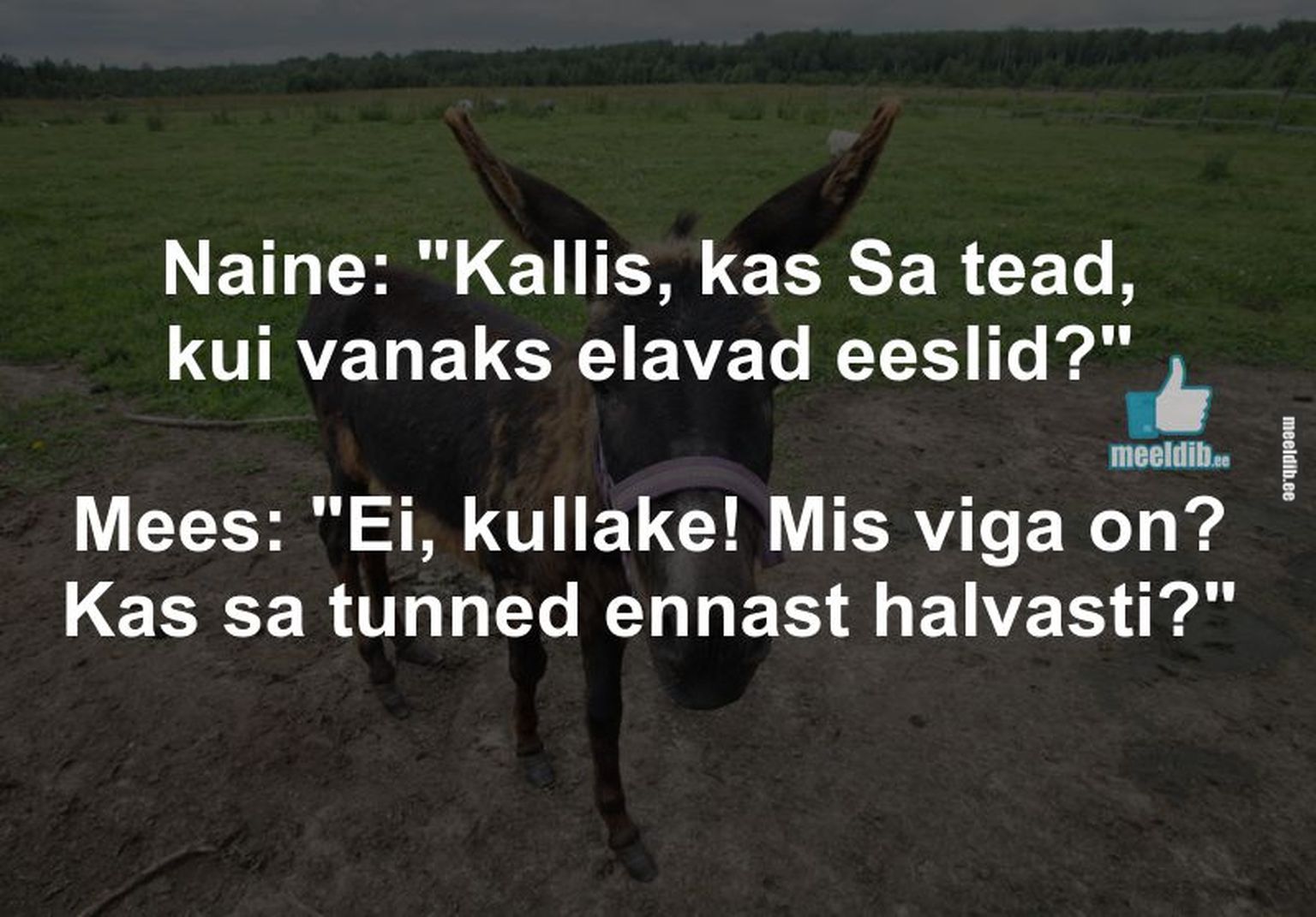 Kui vanaks elavad eeslid?