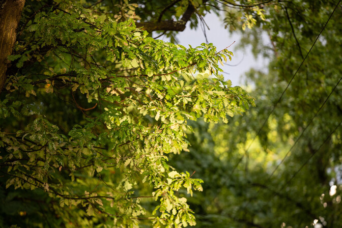 Lähipäevil sajab mitmel pool hoovihma