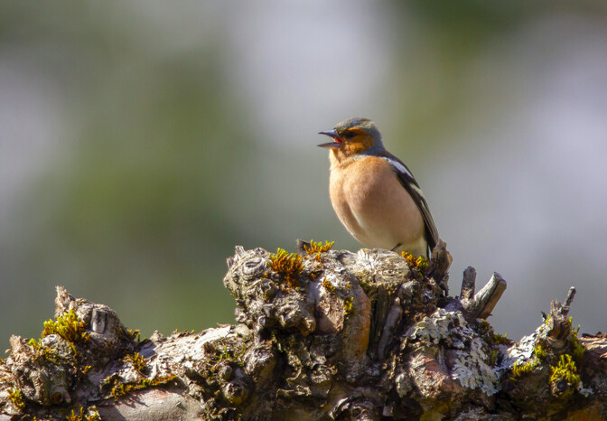 Linnuökoloog: iga linnu laul on nagu omaette võõrkeel