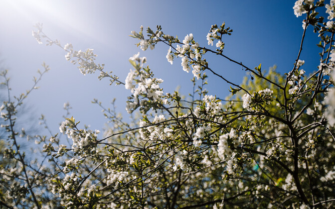 Maikuu oli üks Eesti ajaloo kuivemaid