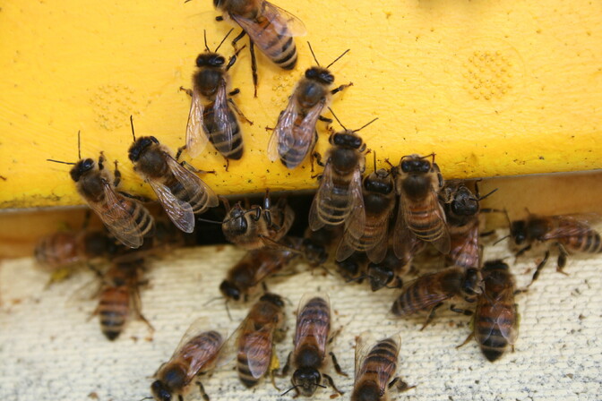 Mesilaste terviseuuring seab pestitsiidide piirmäärad kahtluse alla