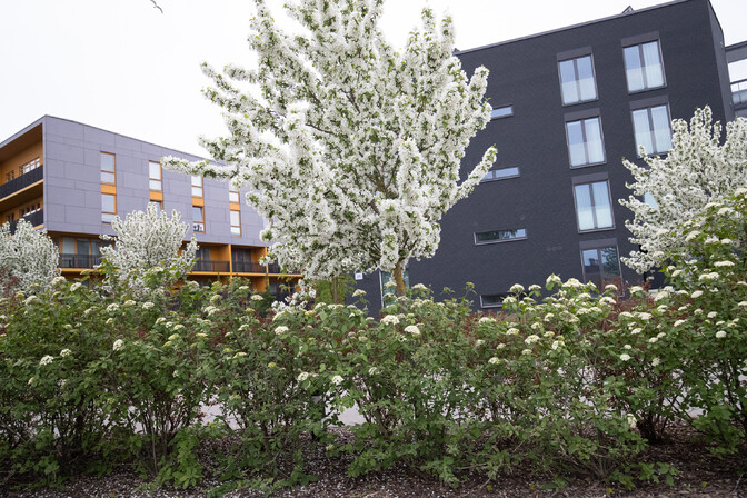 Nädalavahetus püsib jahe