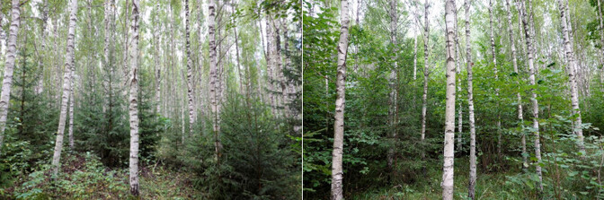 Põldudele rajatud kaseistandike muldades leidub rikkalikult mullaseeni