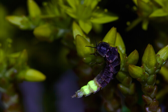 Putukateadlane: jaanimardika leidmiseks tuleb nina loodusesse pista