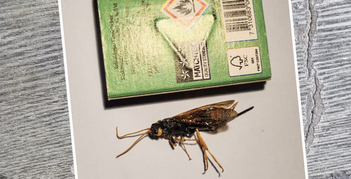 Soome naise bikiinidele maandus jaaniajal hirmus putukas – mis see oli?