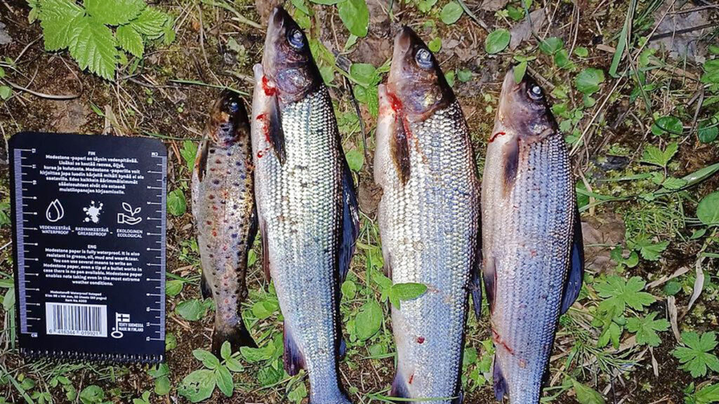 Soomes püüdis kalamees ilma loata neli kala – see läks maksma 3340 eurot