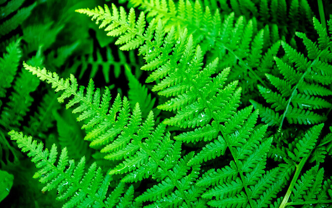 Taimi Paljak: vihm jääb üksnes jaanilaupäeva eelõhtusse