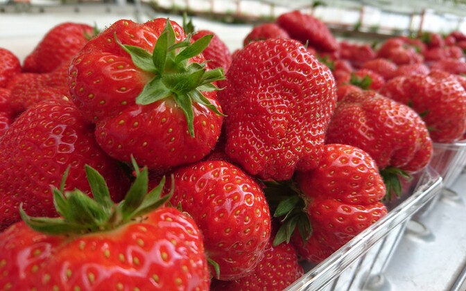 Tänavuse aasta maasikasaak jääb eelmisele alla