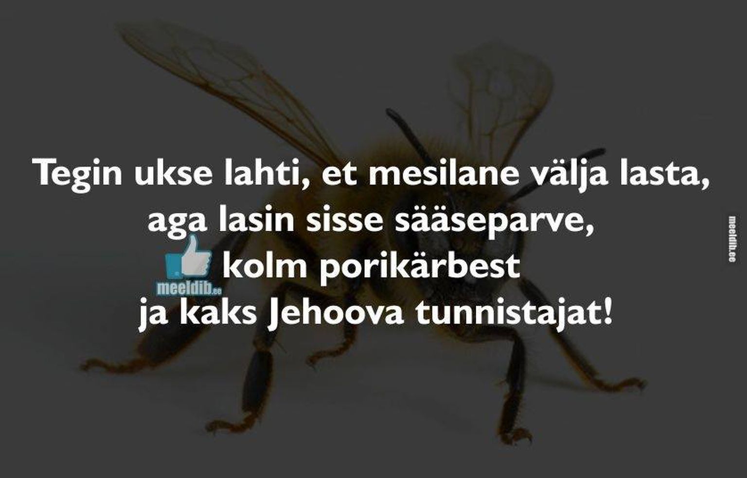 Tegin ukse lahti, et mesilane välja lasta