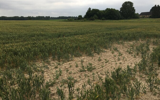 TÜ taimebioloogid pakuvad Eesti põuastele põldudele lahendusi