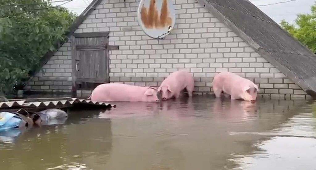 VIDEO: notsud ootavad Ukrainas inimesi tagasi