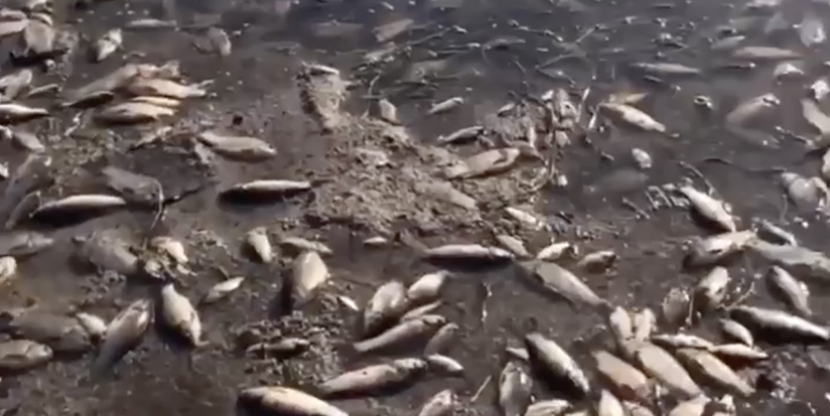 VIDEO: Ukrainas hukkuvad massiliselt kalad
