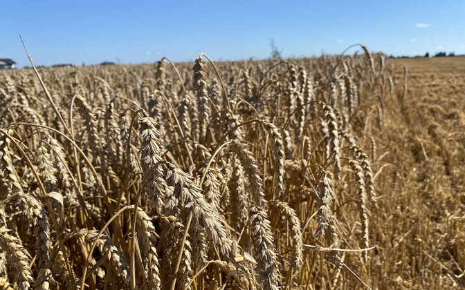 Pikad põuad sunnivad Eesti sordiaretajaid vaatama taliviljade poole