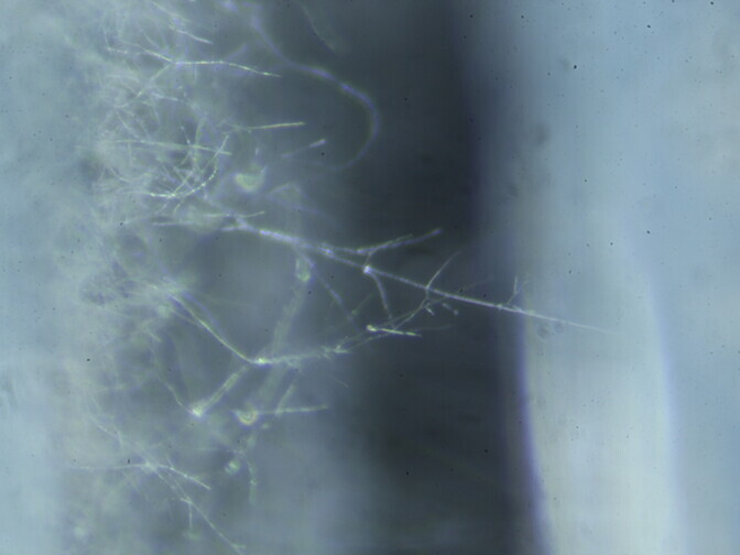 Seenesild avab võimaluse taimede interneti häkkimiseks