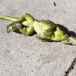 Külmalaine Kesk-Floridas