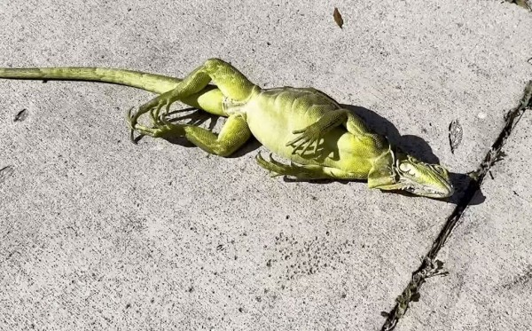 Külmalaine Kesk-Floridas